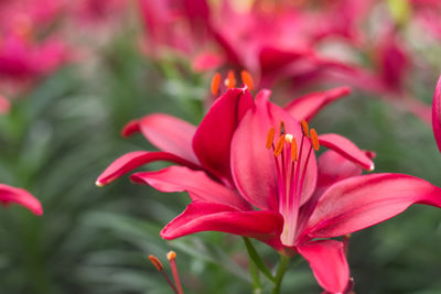 Close-up of red pink flower