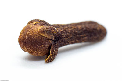 Close-up of snake against white background