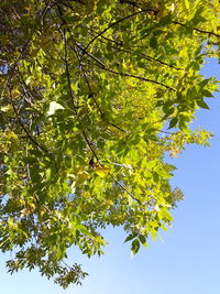 Low angle view of tree