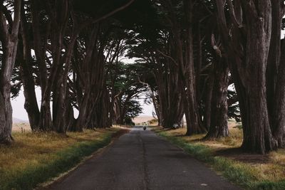 Road amidst trees against sky