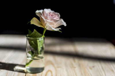 Close-up of rose in glass on table