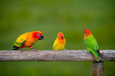 View of parrot perching on wood