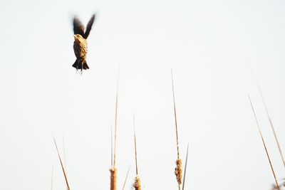 Low angle view of birds flying against clear sky