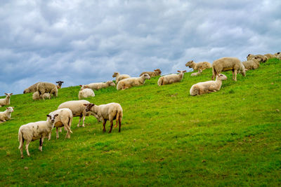 View of sheep on field