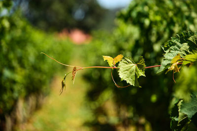 Close-up of fresh green leaves on plant