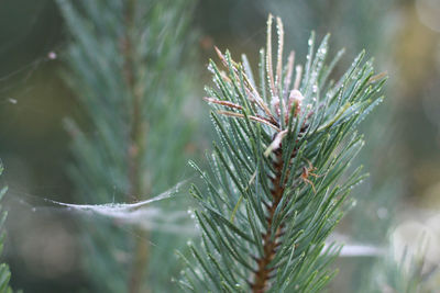 Close-up of pine tree during winter