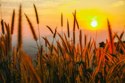 Close-up of stalks against sunset