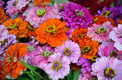 High angle view of multi colored flowering plants
