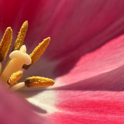 Close-up of orange flower