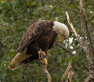 Bird perching on tree trunk