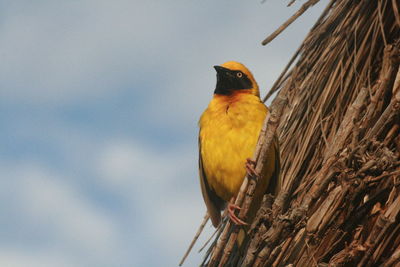 Low angle view of bird perching on tree