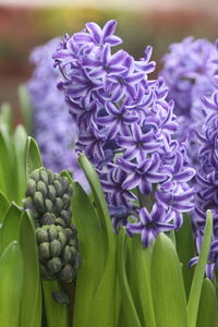 Hyacinths are floral plants with spherical bulbs