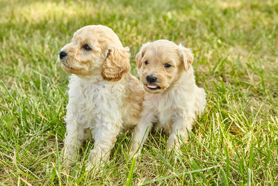 High angle view of puppy sitting on grass field
