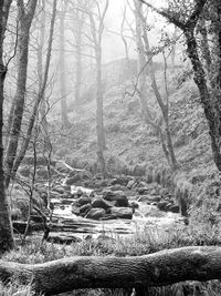 Stream flowing amidst bare trees on field