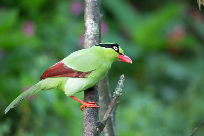 Close-up of bird perching on leaf