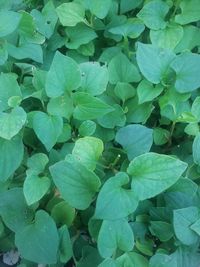Full frame shot of fresh green leaves