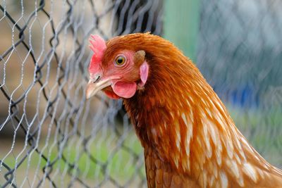 Close-up of a bird