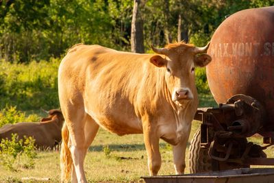 Portrait of cow standing in field