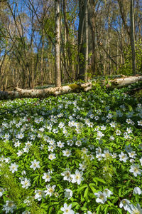 Scenic view of flowering trees in forest
