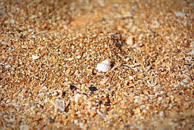 Close-up of crab on sand
