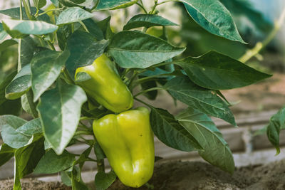 Close-up of green chili peppers on plant
