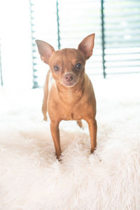 Portrait of dog standing on rug
