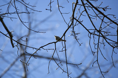 Low angle view of bird flying against the sky