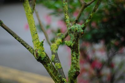 Close-up of moss growing on tree branch