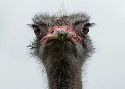 Close-up portrait of ostrich