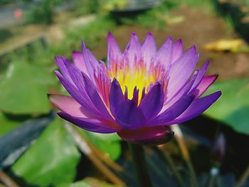 Close-up of flower blooming outdoors