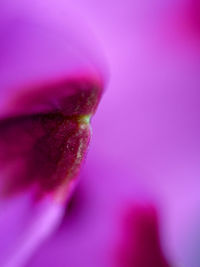 Macro shot of pink flowering plant