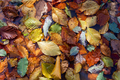 Full frame shot of dry leaves