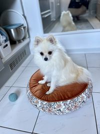 pet