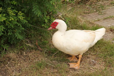 High angle view of duck on field