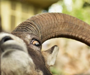 Close-up portrait of elephant