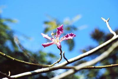Close up of red flower