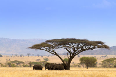 View of a tree in a field