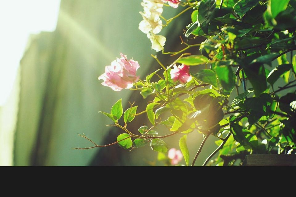 growth, flower, leaf, freshness, plant, focus on foreground, close-up, nature, fragility, beauty in nature, branch, low angle view, tree, day, petal, no people, sunlight, pink color, outdoors, stem