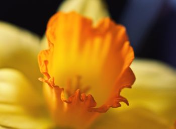 Close-up of yellow flower