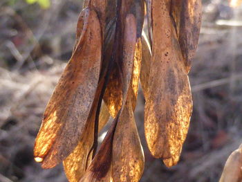 Close-up of log on tree trunk