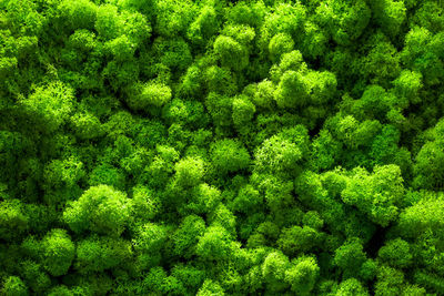 Full frame shot of plants growing in forest