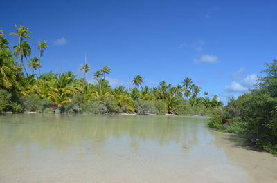 Scenic view of palm trees against blue sky