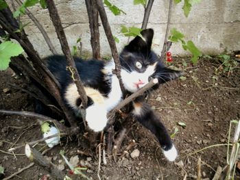 Close-up portrait of cat