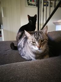 Portrait of cat sitting on sofa at home