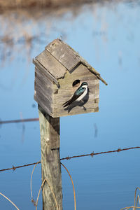 Low angle view of bird perching on wooden post