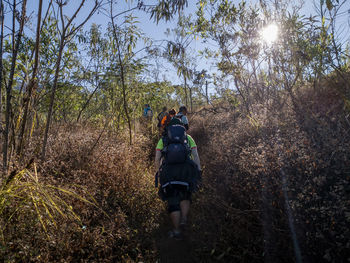 Rear view of man walking in forest