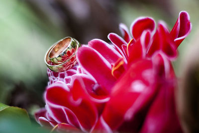 Gold wedding rings put on a red flower and green background