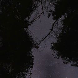 Low angle view of silhouette trees against sky at night