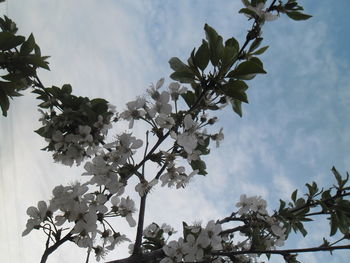 Low angle view of tree against sky