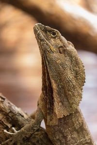 Close-up of a lizard